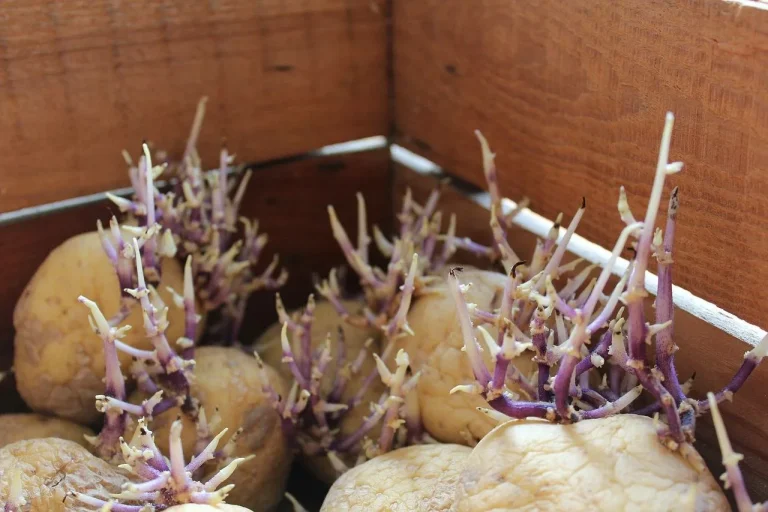aardappelen