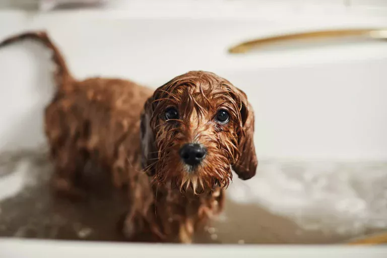 hond