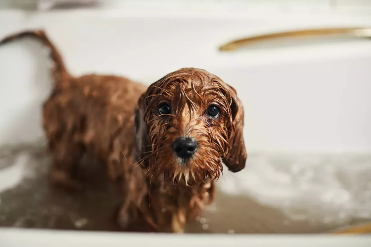hond