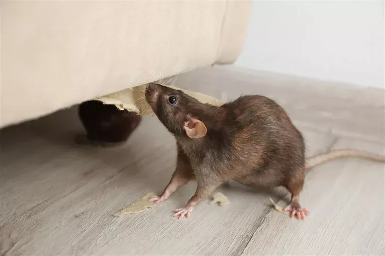 ratten