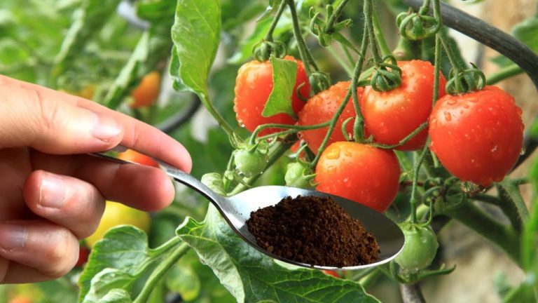 tomaten