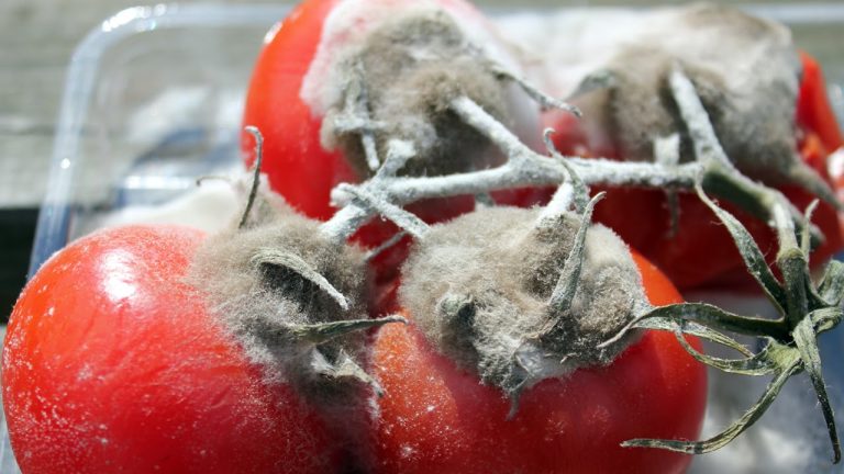 tomaten
