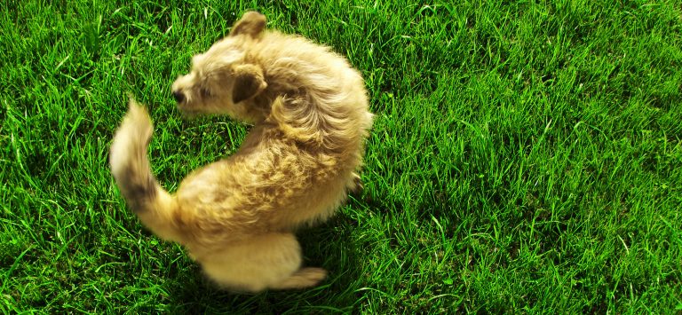 hond