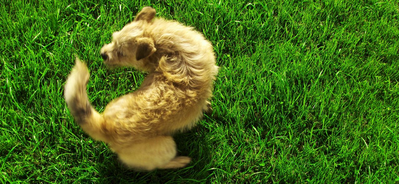 hond