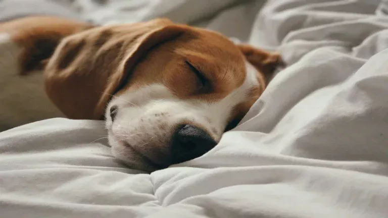 hond