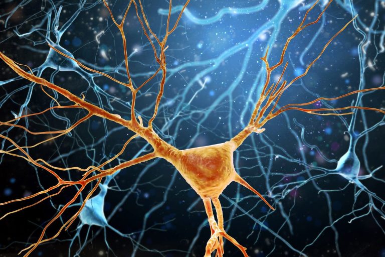 neuron
