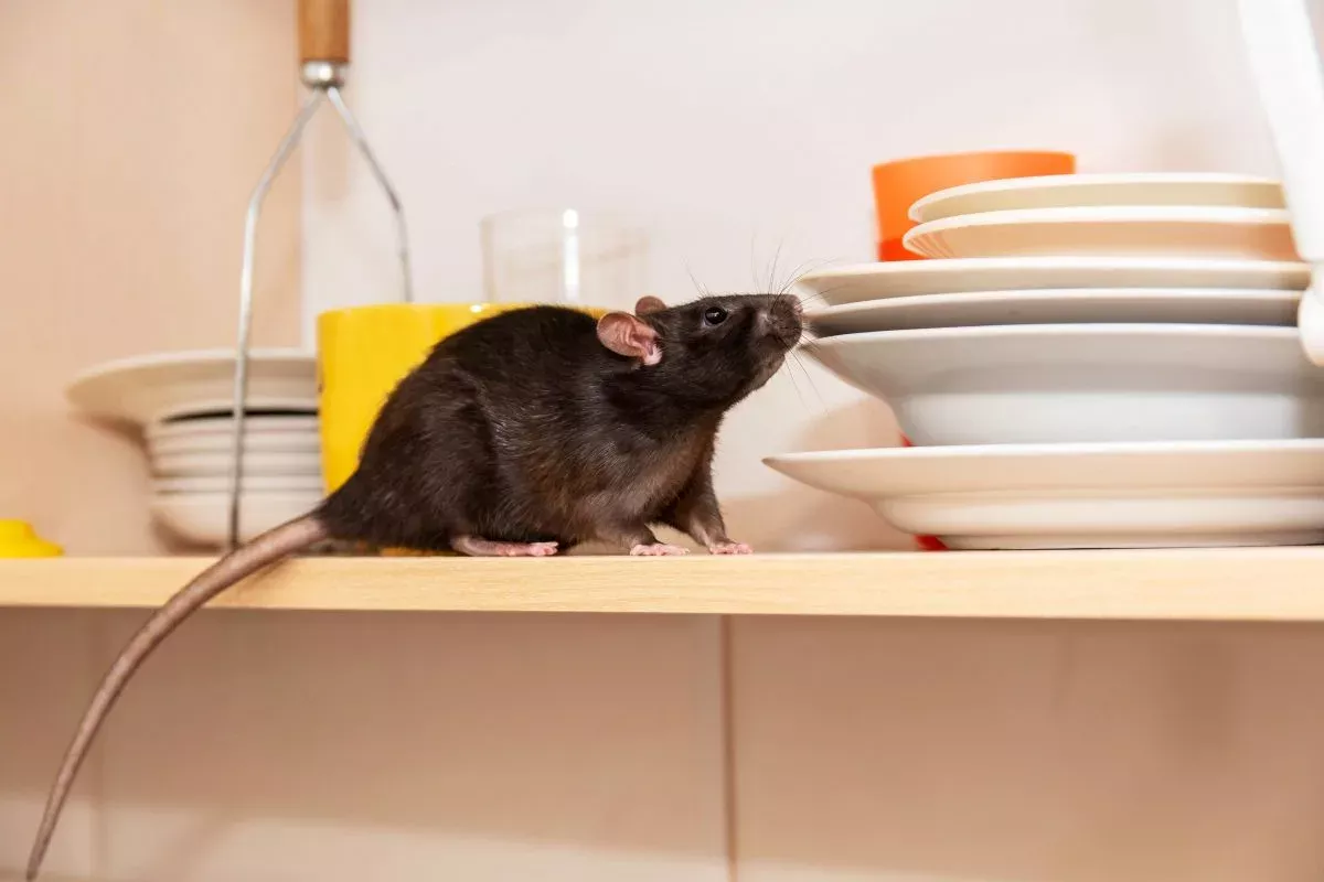 ratten