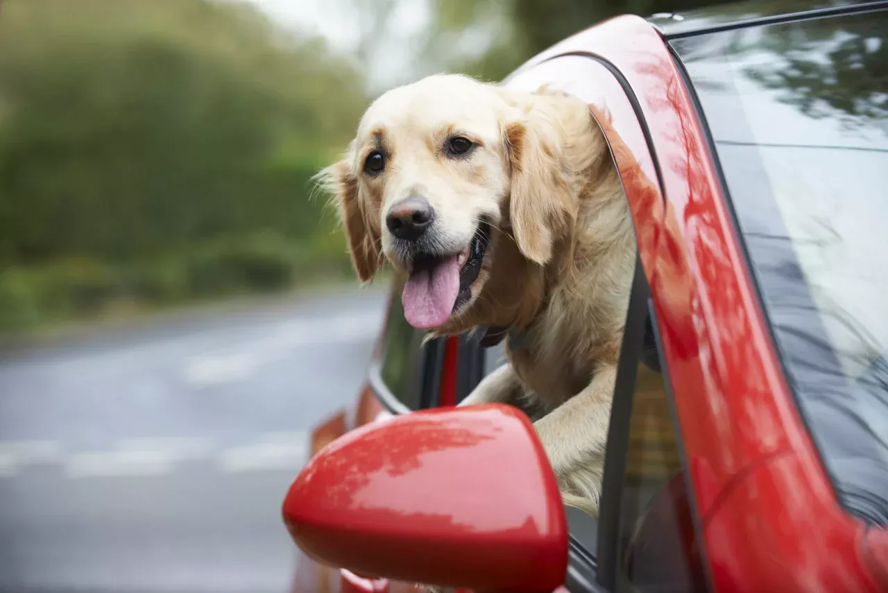 honden